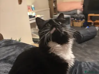 Mixed Breed cats Duke the HOUSE CAT. in Haslemere - Advert 2