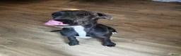 Great Dane dogs for sale: Stunning blue girl  - Advert 6