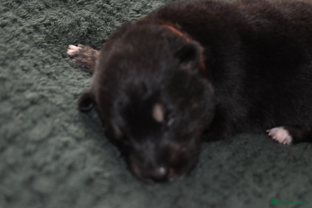 Shepsky dogs for sale: German shepherd x husky puppies - Image 8