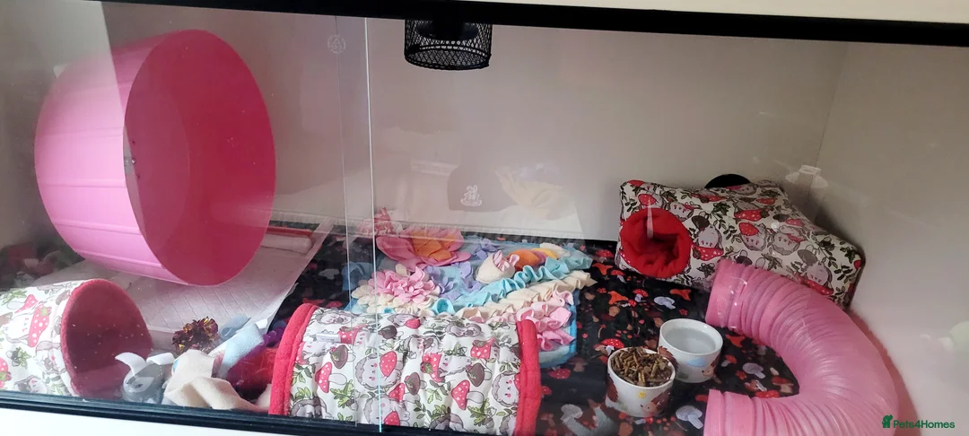 Pygmy Hedgehog rodents for sale: African Pygmy Hedgehog - Advert 3