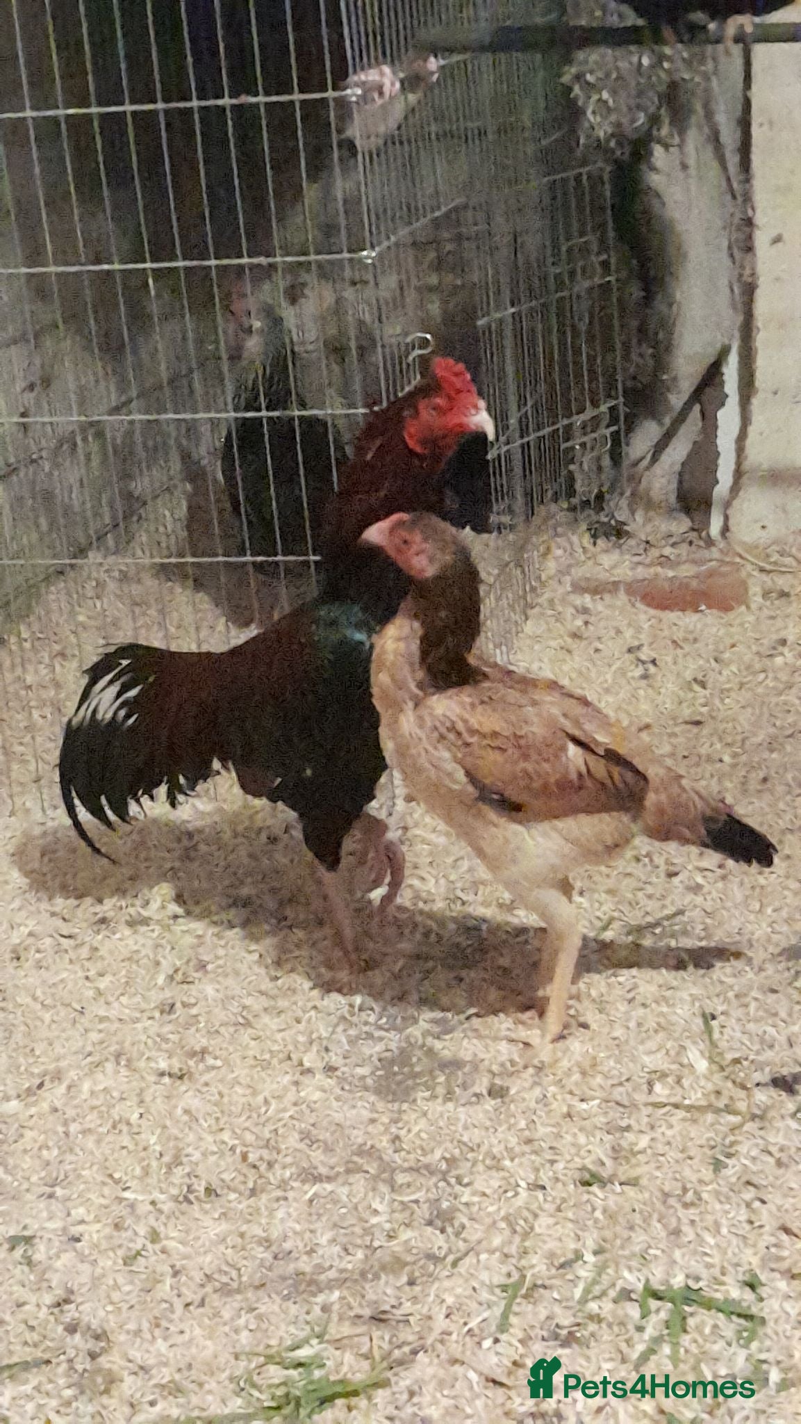 Chickens poultry Aseel Murga  - Advert 3