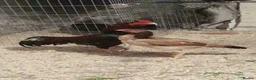 Chickens poultry for sale: Aseel Murga  - Advert 1