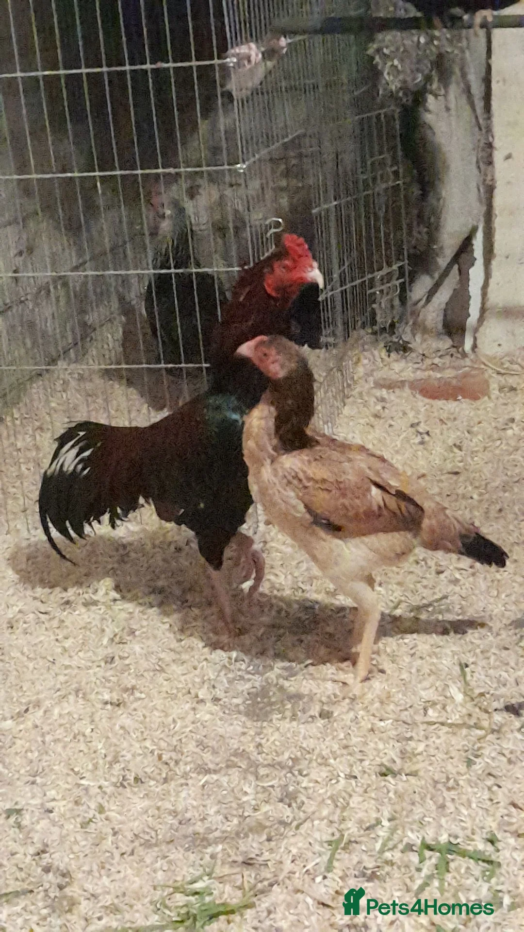 Chickens poultry for sale: Aseel Murga  - Advert 1