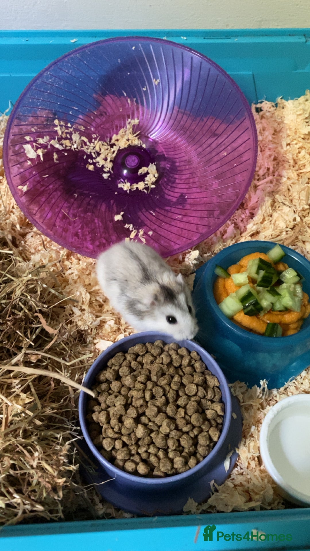 Hamster rodents for sale: Hampster  - Image 3