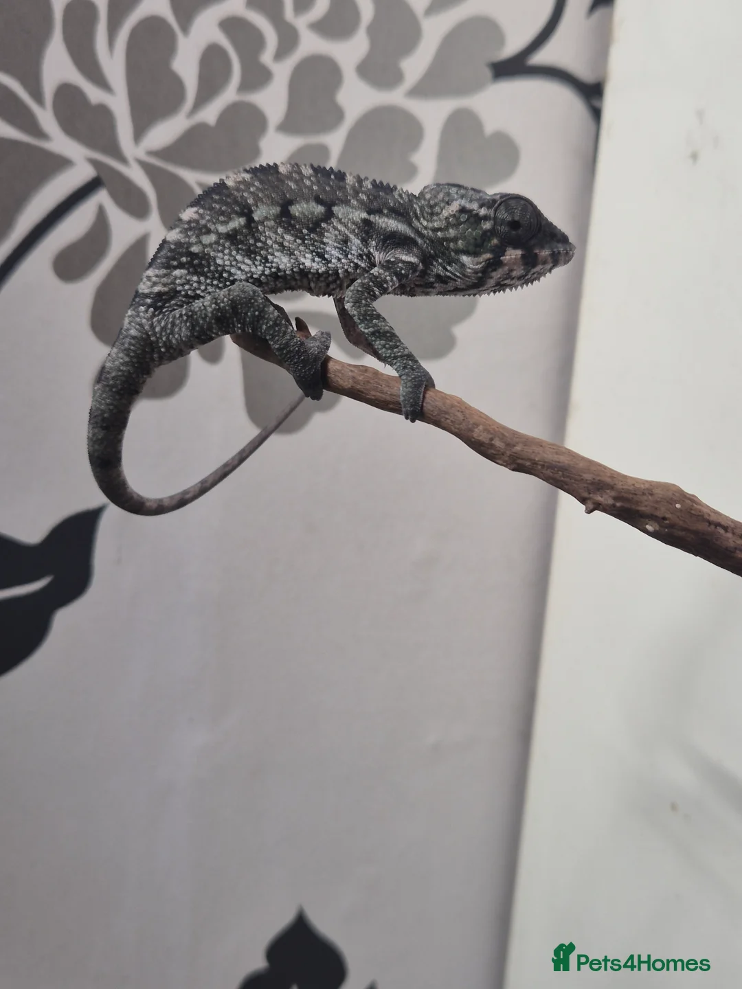 Chameleon reptiles for sale: Baby panther chameleons.  in Taunton - Advert 2