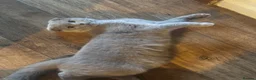 Scottish Fold cats for sale: Scottish fold and strait kittens - Advert 19