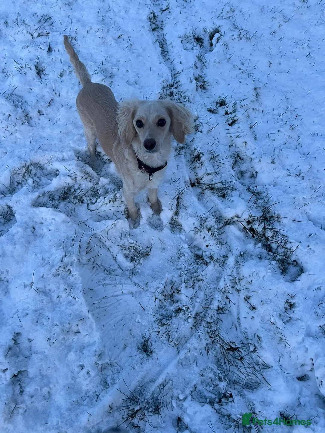 Cockapoo dogs for sale: F1b cockerpoo  - Advert 5