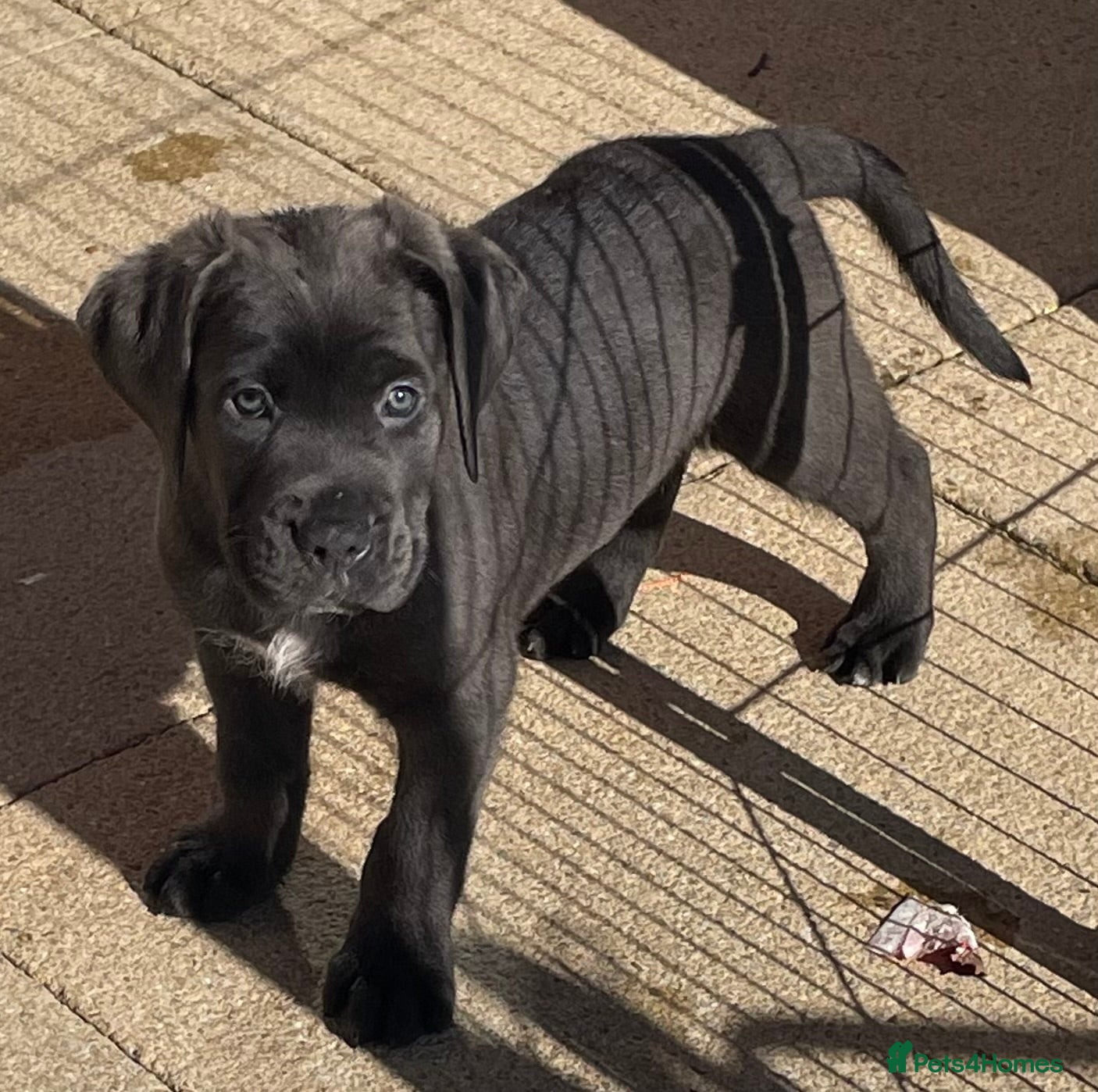 Mixed Breed dogs 🔥🐶LAST 3 CANE CORSO X PRESA CANARIO(F1) PUPS🐶🔥 - Advert 5