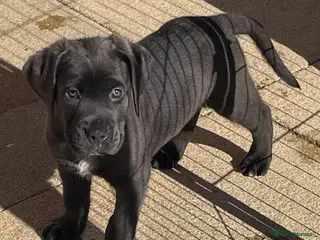 Mixed Breed dogs 🔥🐶LAST 3 CANE CORSO X PRESA CANARIO(F1) PUPS🐶🔥 - Advert 3