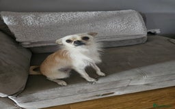 Pomchi dogs for sale: Loving pomchi looking for new home  - Image 2
