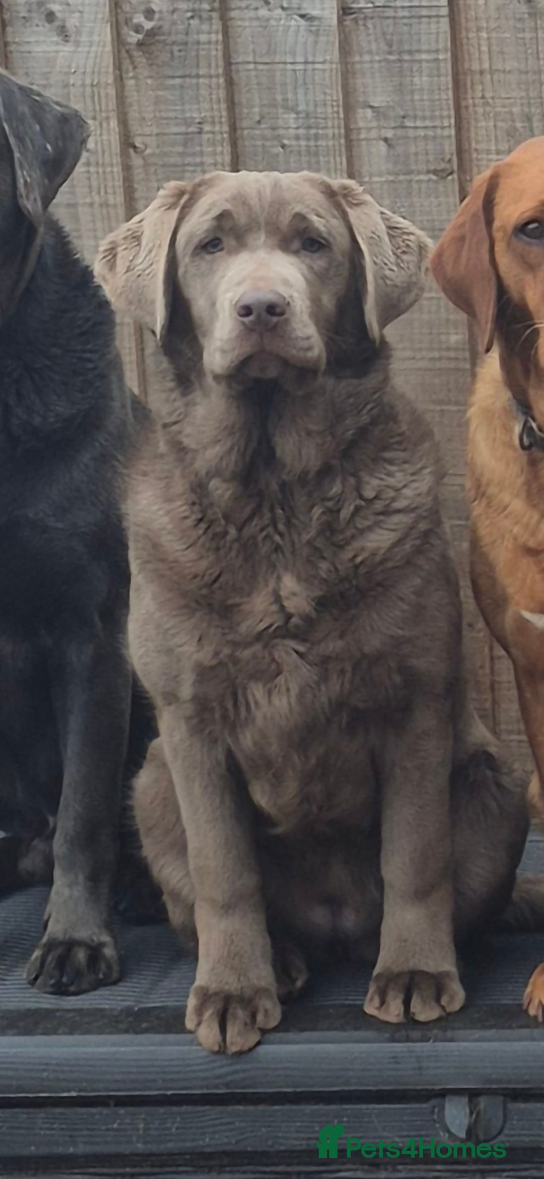 Labrador Retriever dogs Silver female labrador  - Advert 11