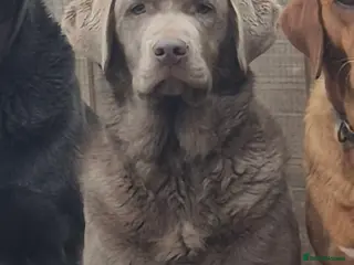 Labrador Retriever dogs Silver female labrador - Advert 11