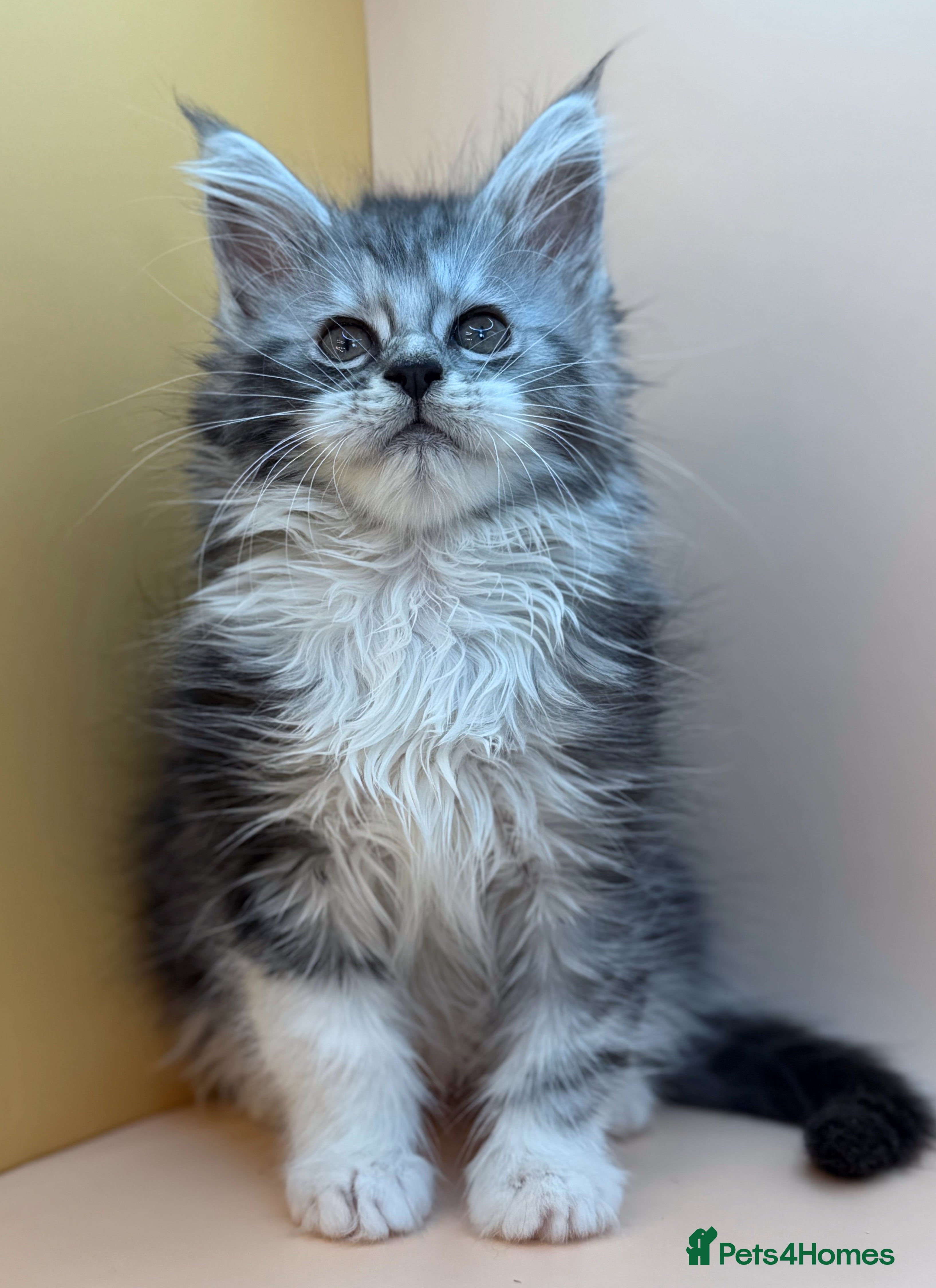 Maine Coon cats Maine Coons with Tests, Papers, Vet Checks & Vacc. - Advert 1