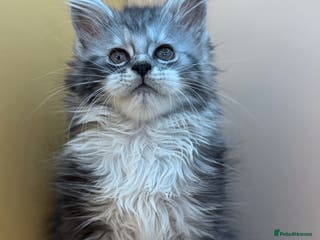 Maine Coon cats Maine Coons with Tests, Papers, Vet Checks & Vacc. - Advert 7