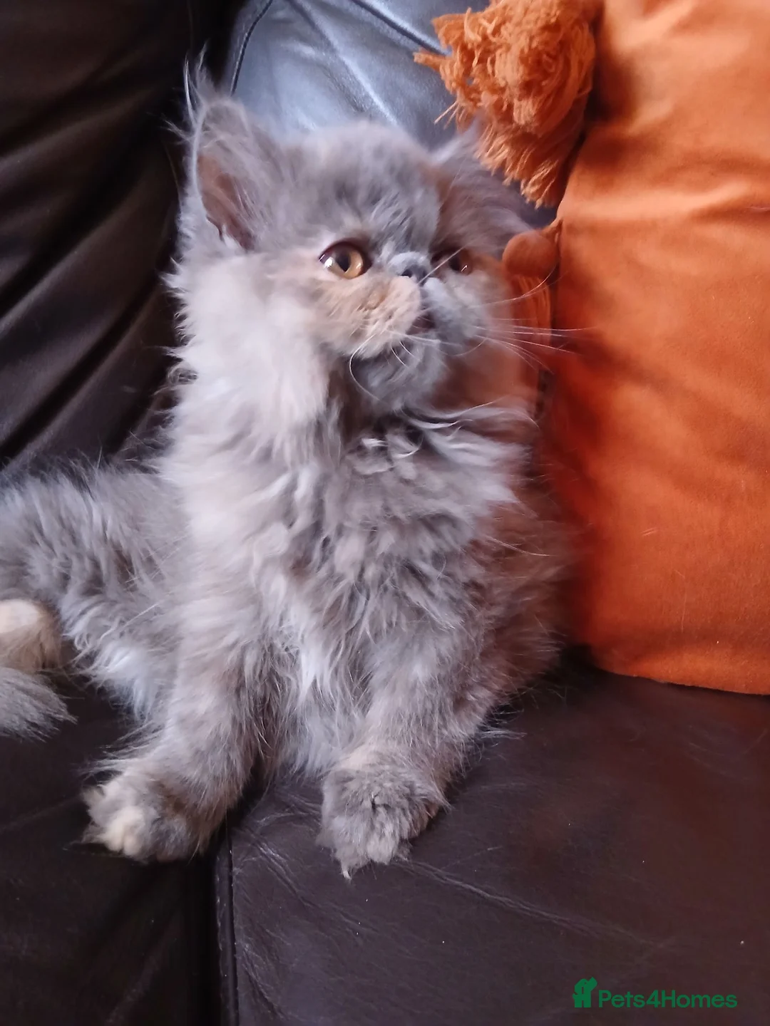 Exotic cats for sale: READY NOW GCCF PERSIAN EXOTIC BABIES - Advert 1