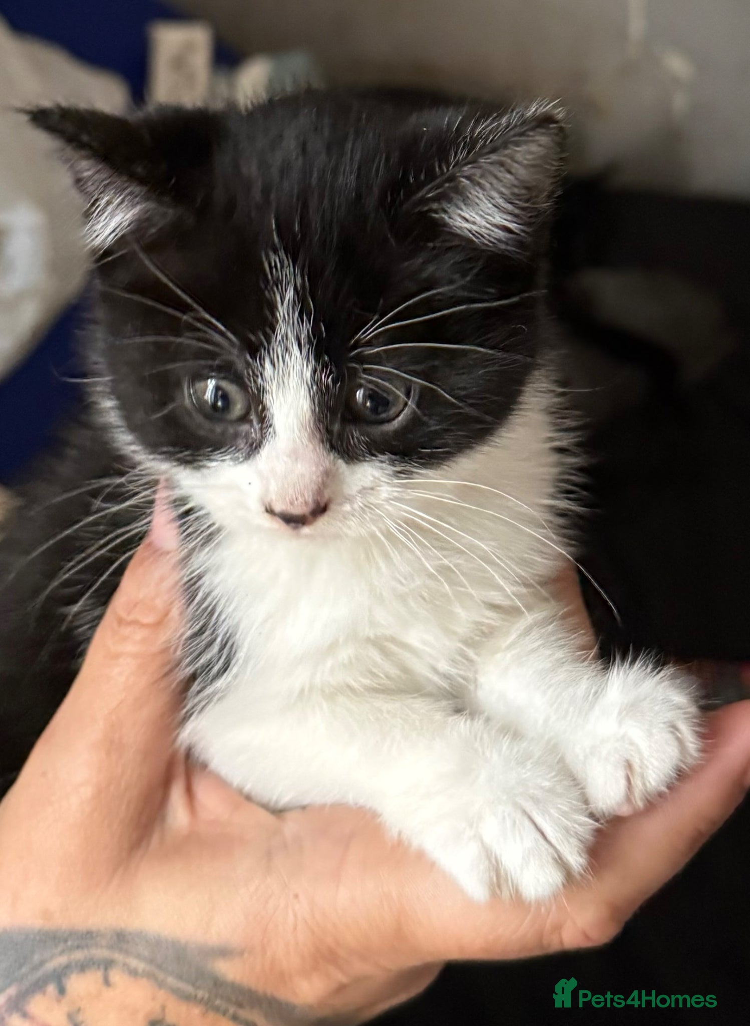 Mixed Breed cats Beautiful kittens for sale  - Advert 1