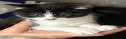 Mixed Breed cats for sale: Beautiful kittens for sale  in Swansea - Advert 1
