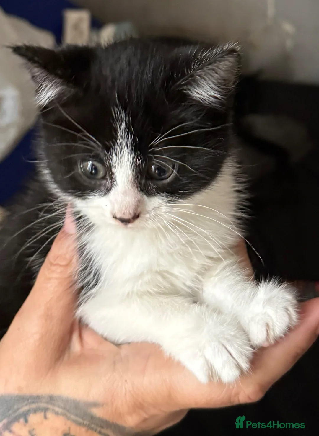 Mixed Breed cats for sale: Beautiful kittens for sale  in Swansea - Advert 1