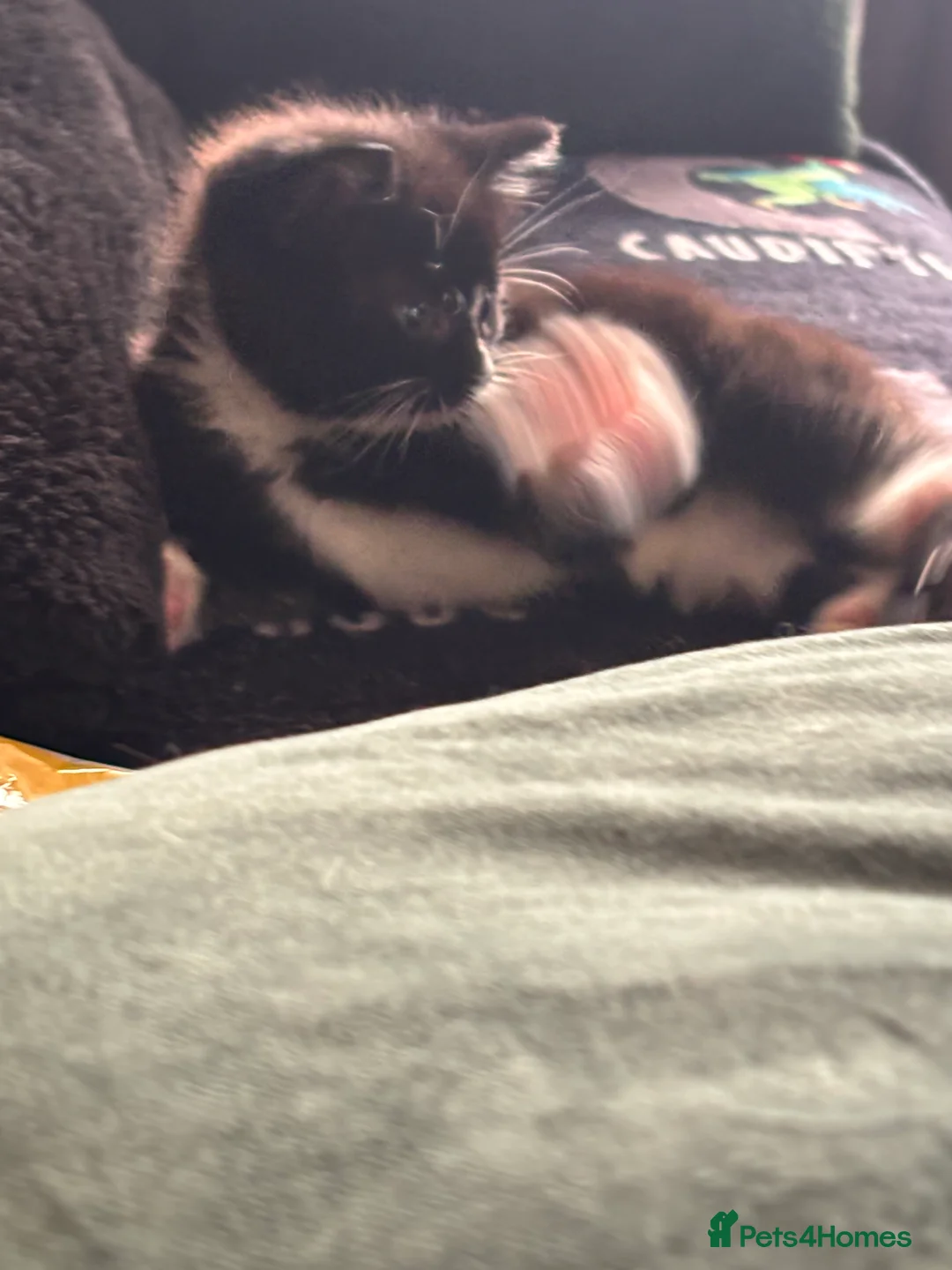 Mixed Breed cats for sale: 2 adorable tuxedo sisters  - Advert 7