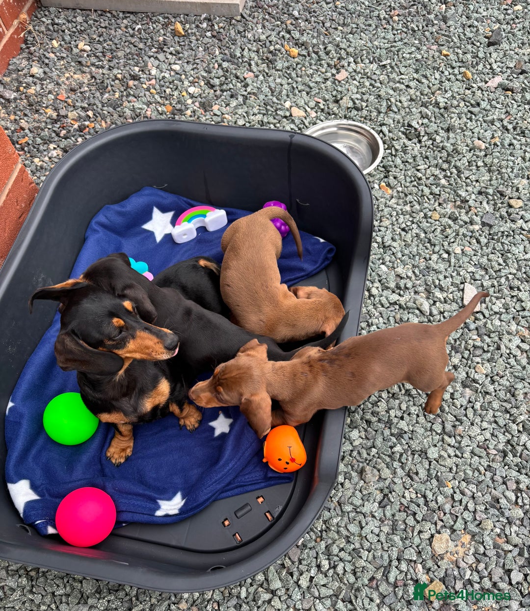 Dachshund dogs for sale: KC PRA Miniature smooth hair dachshund puppies  - Image 26