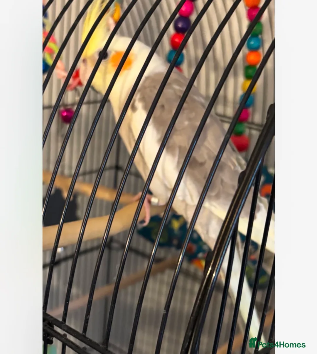 Cockatiels birds for sale: Two cockatiels  in Redditch - Advert 2