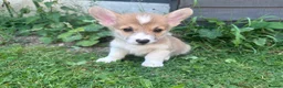 Welsh Corgi Pembroke dogs for sale: REDUCED — Fully Vaccinated Pembroke Welsh Corgi   - Advert 9