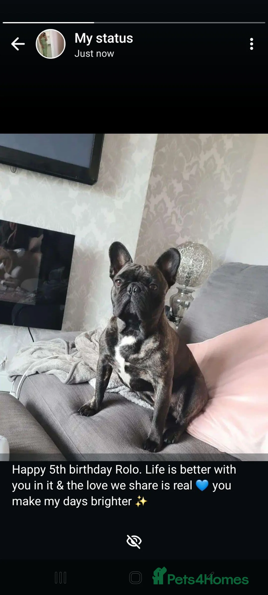 French Bulldog dogs for stud: Rolo  - Advert 2