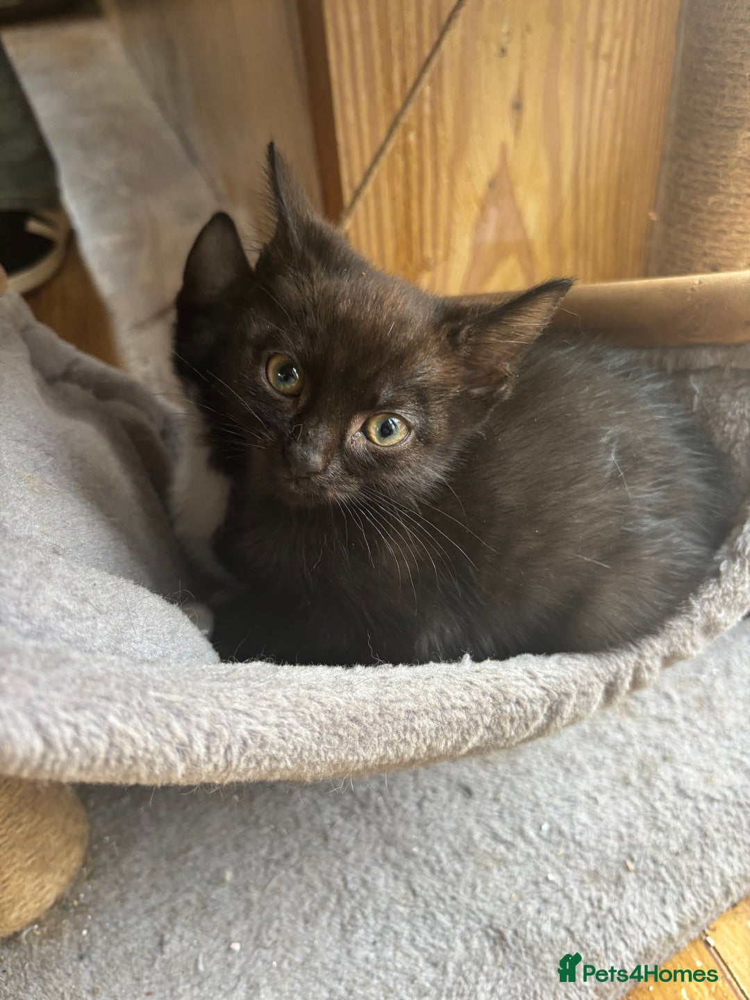 Mixed Breed cats for sale: Kittens  - Image 7