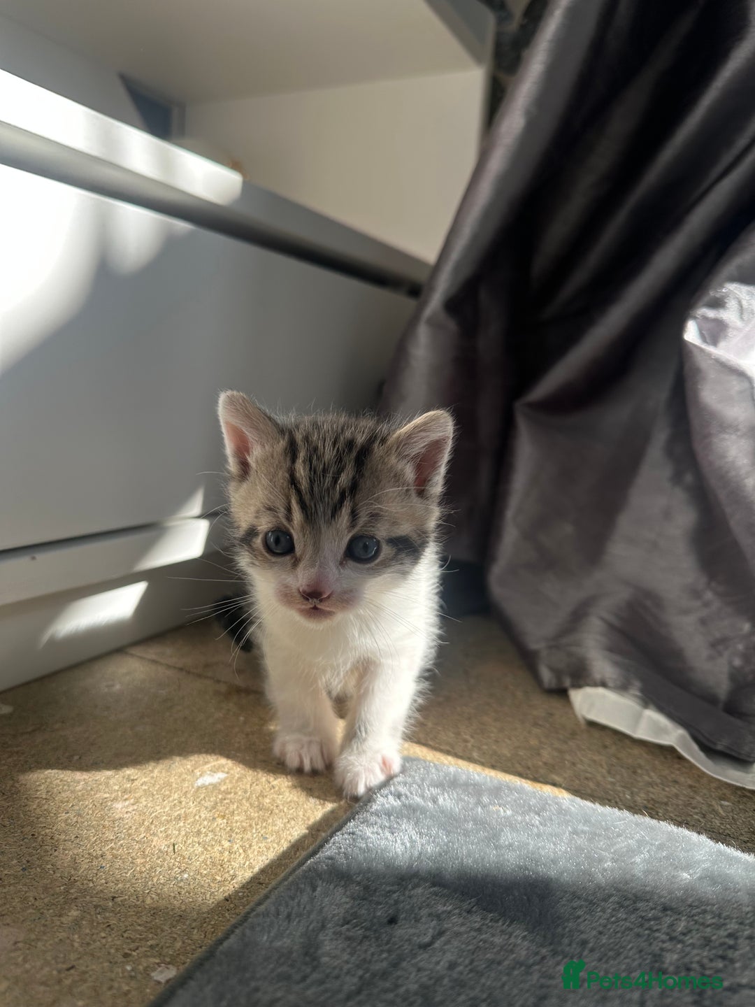 Bengal cats for sale: 5 Beautiful Bengal kittens  - Image 8