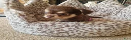 Chihuahua dogs for sale: Long coat Chihuahua puppies  - Advert 9