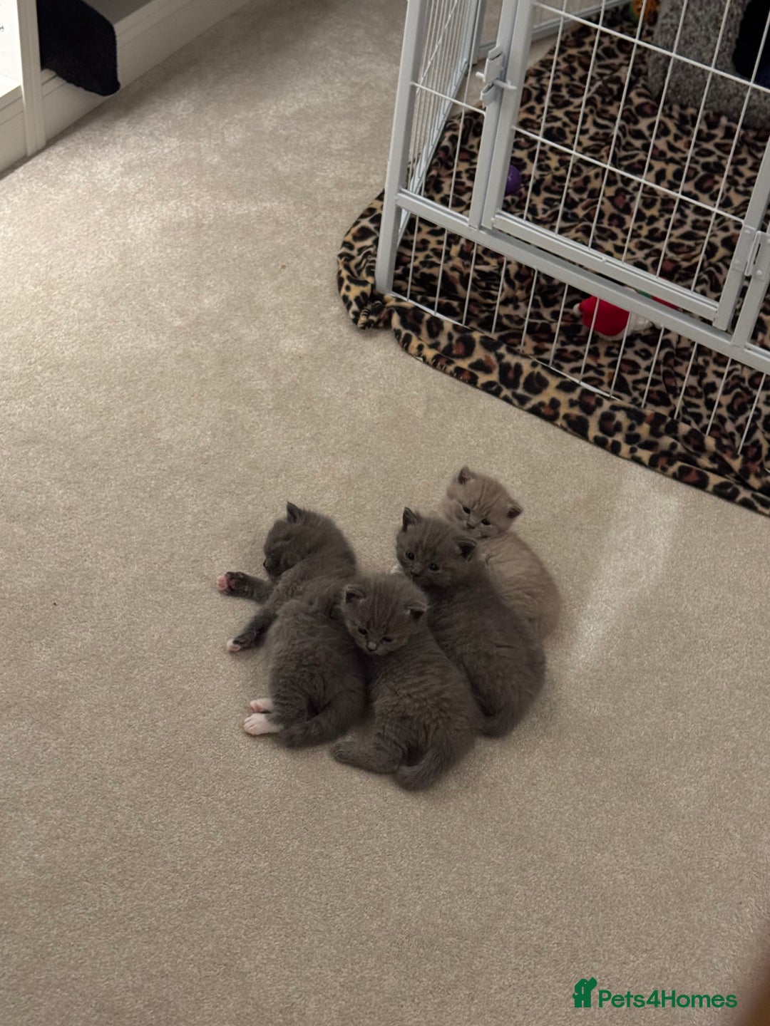 British Shorthair cats for sale: British shorthair kittens for sale  - Advert 6