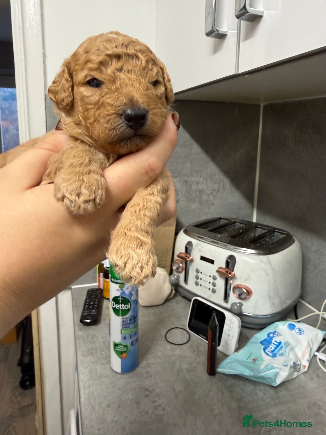 Cockapoo dogs for sale: Cockapoo Puppies For Sale  - Image 6