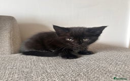 Maine Coon cats for sale:  Maine coon x BSH stunning kittens 😻 - Image 15