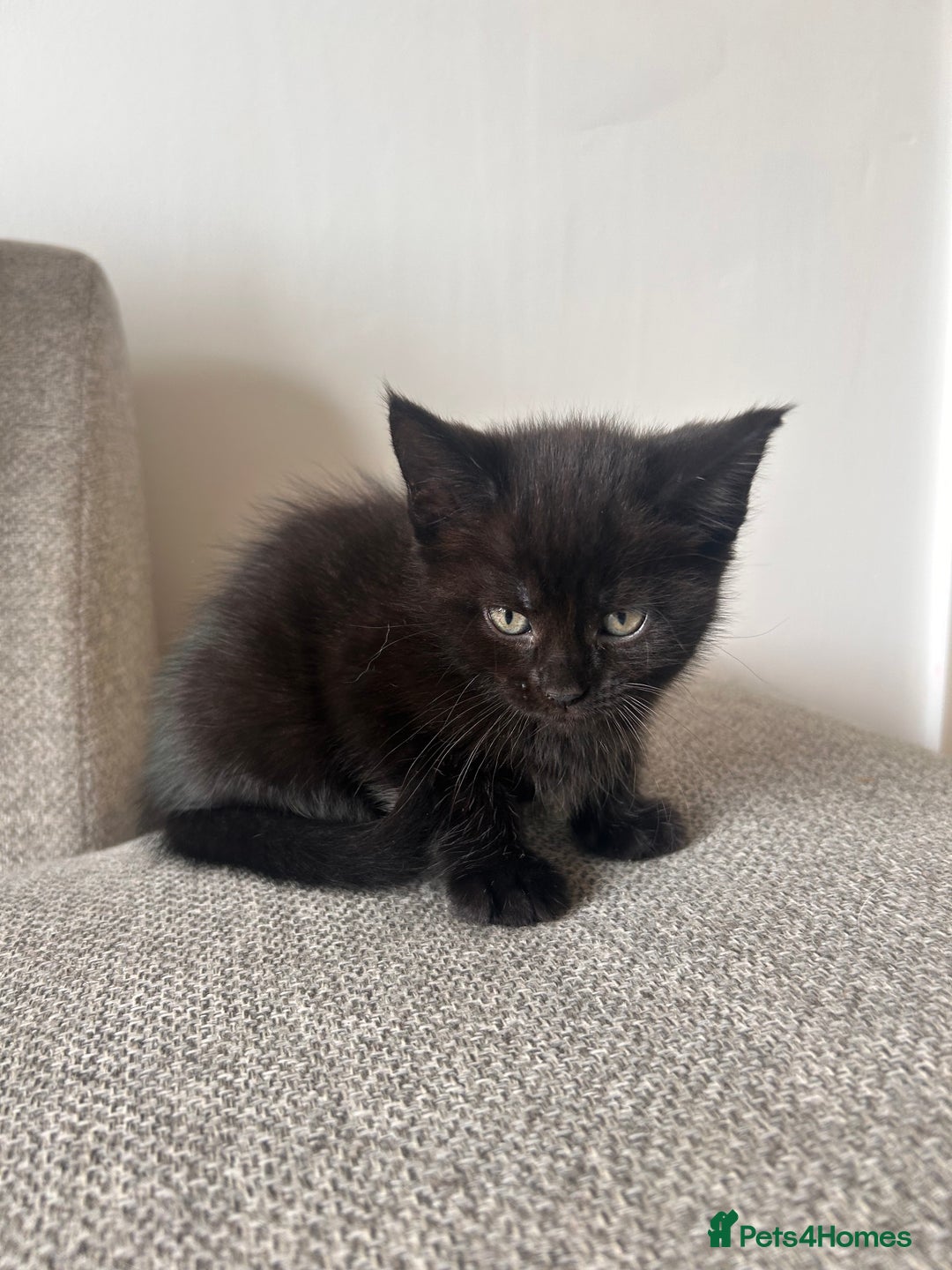 Maine Coon cats for sale:  Maine coon x BSH stunning kittens 😻 - Image 15