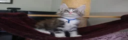 Maine Coon cats for sale: 6 pedigree Mainecoon kittens  - Advert 17