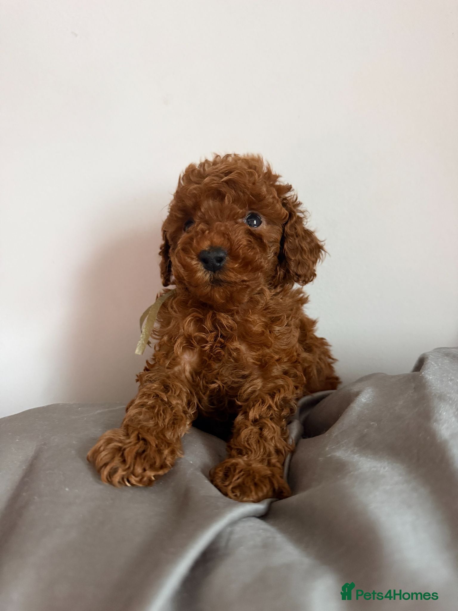 Toy Poodle dogs Deep Red Teeny Toy Poodles Ready 17th June - Advert 1