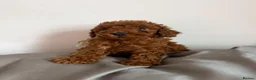 Toy Poodle dogs for sale: Deep Red Teeny Toy Poodles Ready 17th June - Advert 1