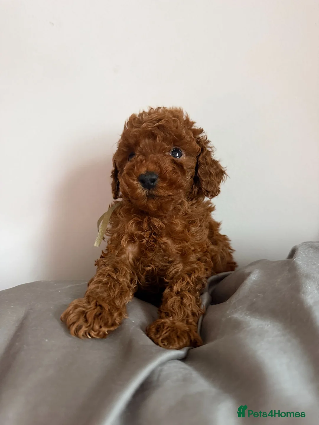 Toy Poodle dogs for sale: Deep Red Teeny Toy Poodles Ready 17th June - Advert 1
