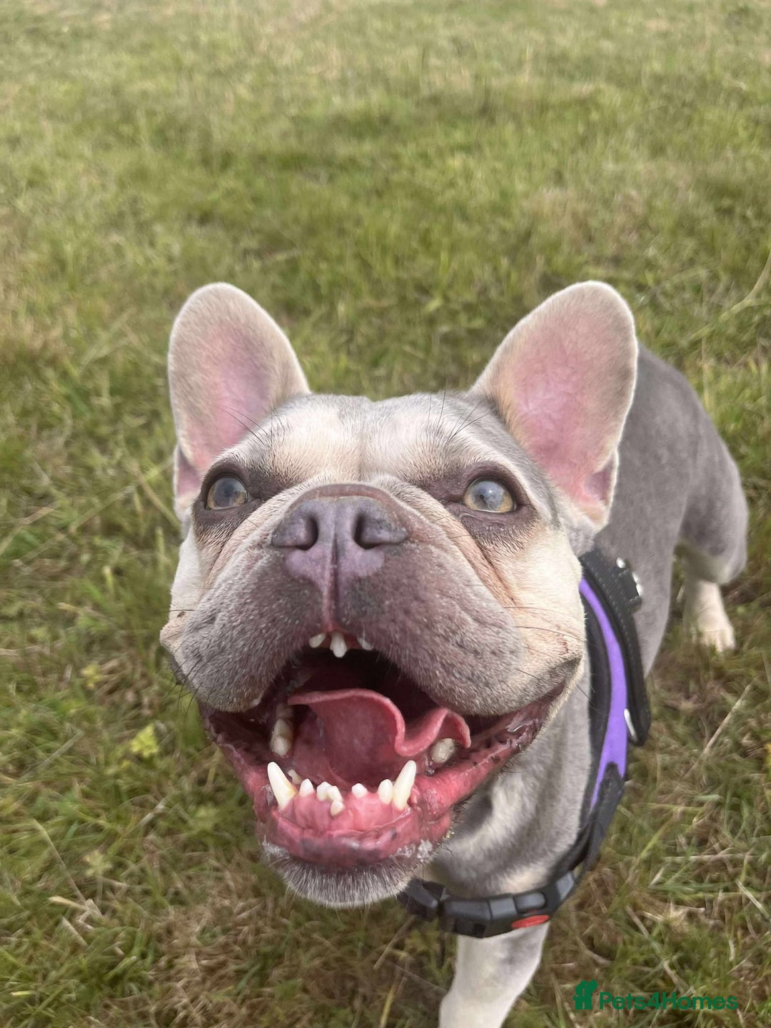 Mixed Breed dogs for adoption: Lovely Anita is looking for her forever home! - Image 8