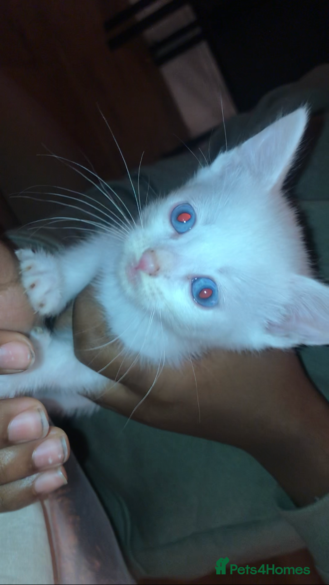 Mixed Breed cats for sale: Playful kittens looking for a new home - Advert 6