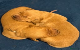 Golden Retriever dogs for sale: Beautiful Golden Retriever boys  - Image 24