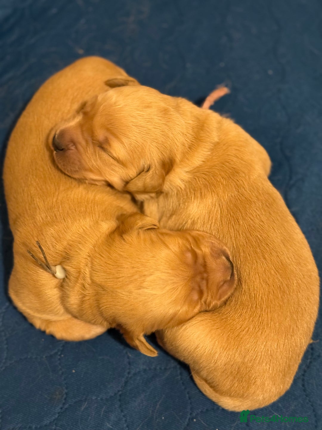 Golden Retriever dogs for sale: Beautiful Golden Retriever boys  - Image 24