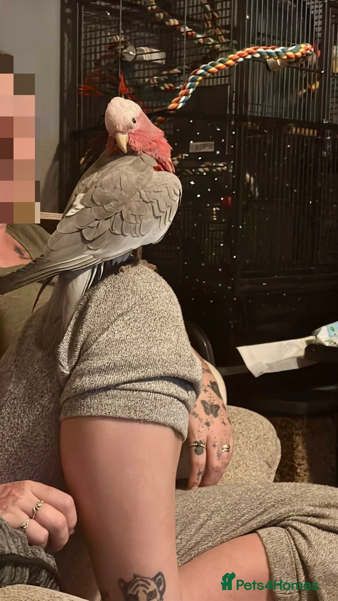 Parrots birds for sale: Hand tame galah cockatoo in Dudley - Advert 2