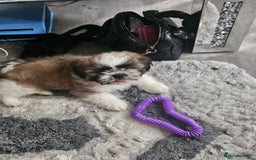 Shih Tzu dogs for sale: shih tzu - Image 1
