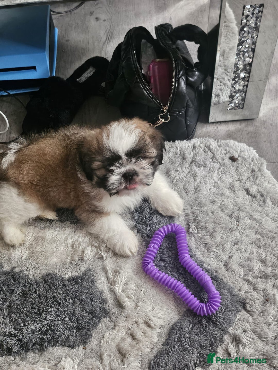 Shih Tzu dogs for sale: shih tzu - Image 1