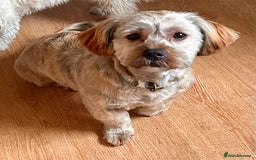 Shorkie dogs for stud: Licensed Breeder of Shorkies  - Image 1