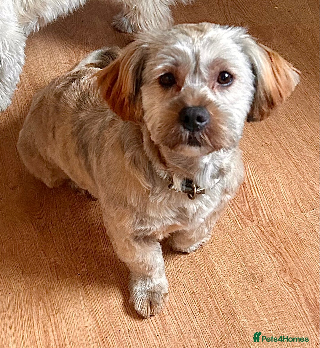 Shorkie dogs for stud: Licensed Breeder of Shorkies  - Image 1