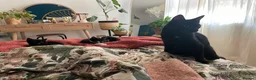 British Shorthair cats for sale: Adorable black and white kitten for rehoming  - Advert 3