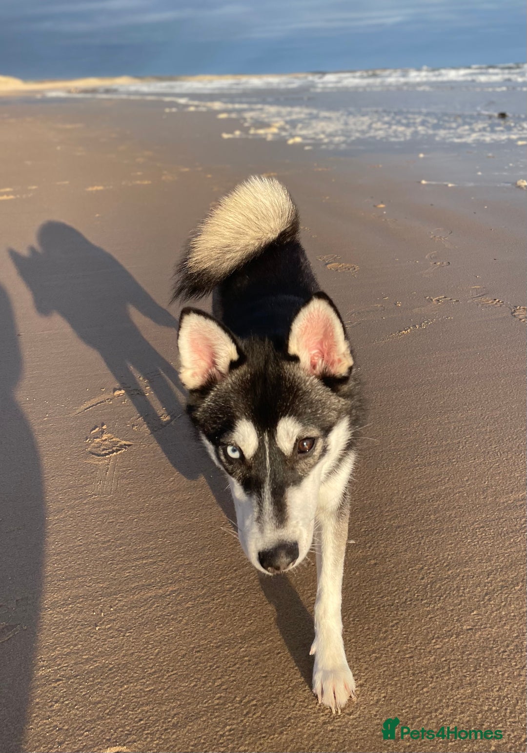 Pomsky dogs for stud: Beautiful F2 bi-eyed Pomsky for STUD  - Advert 7