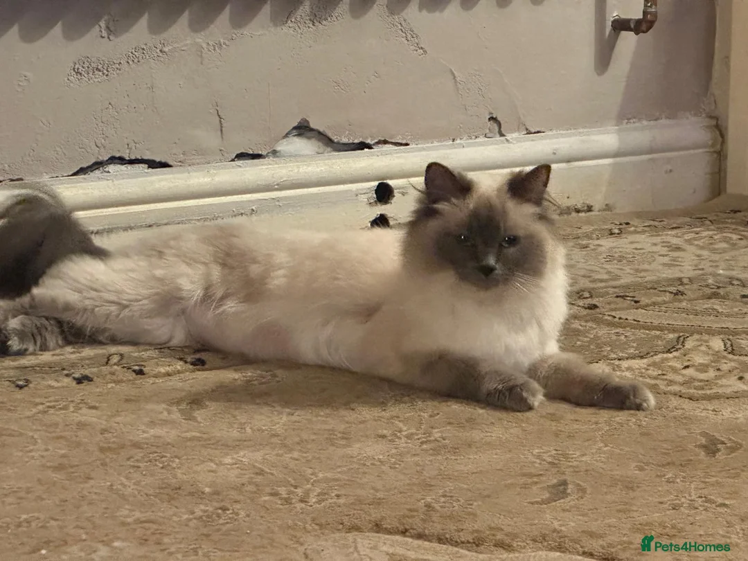 Ragdoll cats for sale: Chocolate point and blue pointed lynx ragdolls - Advert 17